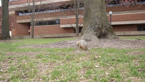 Squirrel Foraging in the Grass at University of Michigan Stock Footage 107073283