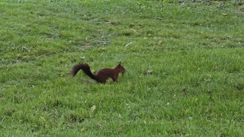 Squirrel foraging in grassy park Stockbeeldmateriaal 338290865