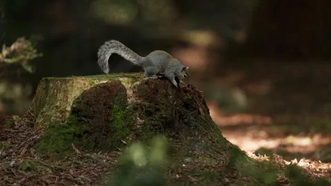 Squirrel Foraging on a Mossy Tree Stump in a Lush Redwood Forest Setting 库存影片 331108282