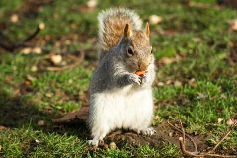 Squirrel foraging for nuts Stock Photos