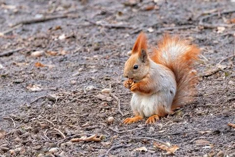 Squirrel foraging for nuts in a tranquil forest setting during autumn Stock Photos