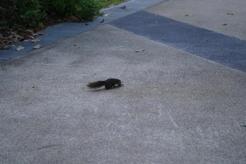 Squirrel Foraging on Pavement Stock Photos