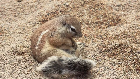Squirrel foraging on sandy ground, using its paws to dig and search for food Stock Footage 342740082
