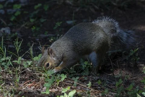 Squirrel Foraging in the Shade Stock Photos