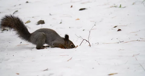 Squirrel foraging in snow-covered ground, displaying agility and curiosity, with Stock Footage 317551544