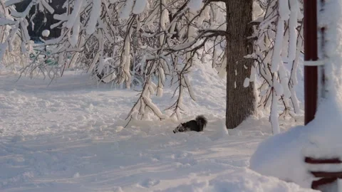 Squirrel Foraging Through Fresh Snow Near Frosted Tree Trunk Stock Footage 338259790