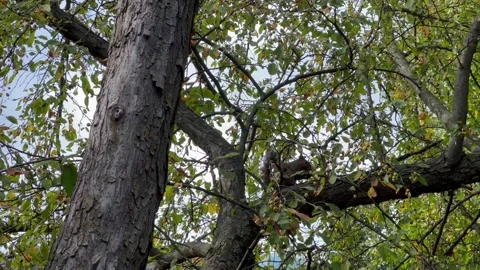 Squirrel foraging on a tree branch amidst autumn foliage and small fruits Stock Footage 345259962