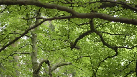 Squirrel foraging in tree foliage, with leaves and branches creating a vibrant Stock Footage 315496120