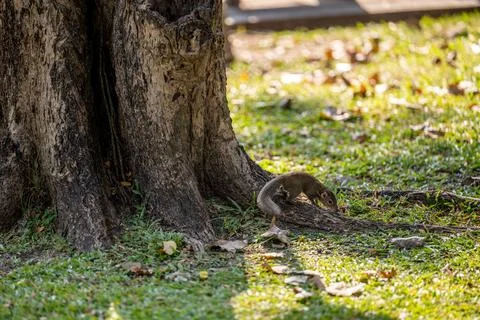 Squirrel foraging at tree roots in park 스톡 사진