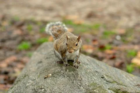 Squirrel in the foreground in the park Stock Photos