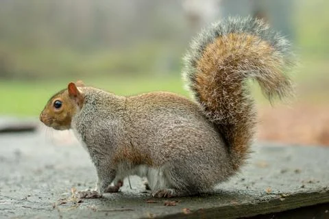 Squirrel in the foreground in the park Stock Photos