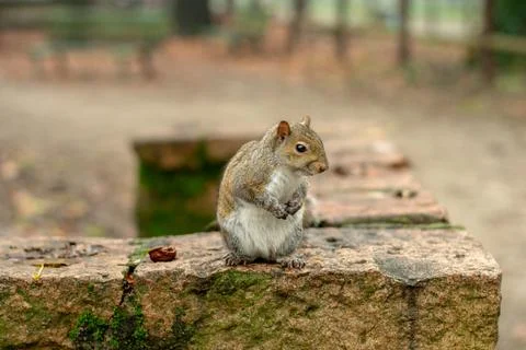 Squirrel in the foreground in the park Stock Photos