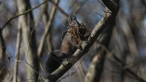 Squirrel in the foreground on a tree branch Stock Photos