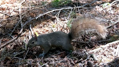 Squirrel in the forest autumn landscape Video stock 302808016