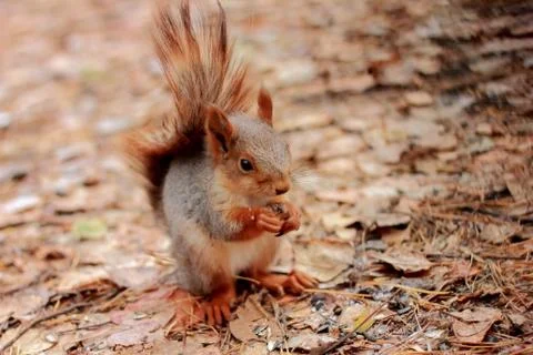 Squirrel in the forest in autumn Foto stock