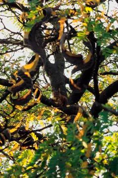 Squirrel in forest on the branch of tree Stock Photos