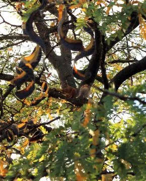 Squirrel in forest on the branch of tree Stock Photos