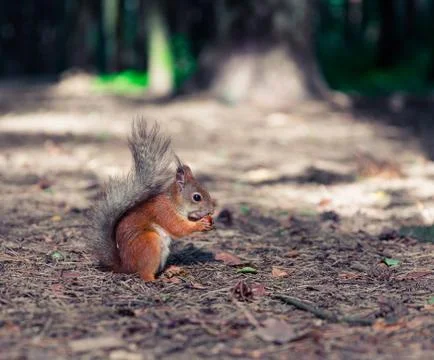Squirrel in the forest eating nuts Stock Photos