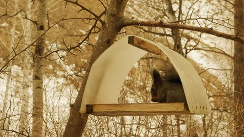 Squirrel in the forest on the feeder eating sunflower seeds Video stock 104229888