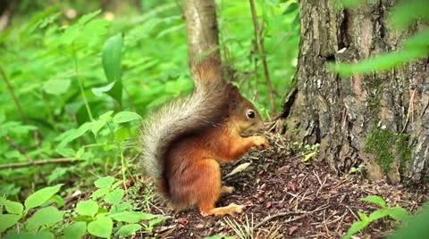 Squirrel in the forest Stock Footage 24546759