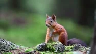 Squirrel In Forest Stock Footage