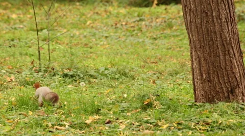 Squirrel in the forest Stock-Footage 52381654