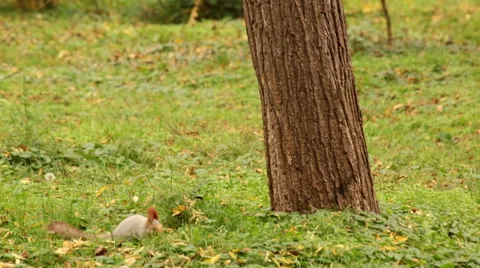 Squirrel in the forest Vídeo Stock 52393434