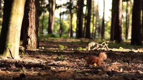 Squirrel in the forest Stock Footage 113011048