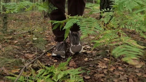 Squirrel in the forest Stock Footage 252085003