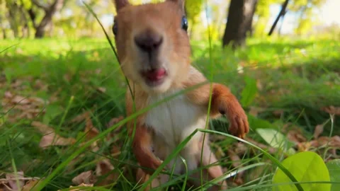 Squirrel in the Forest Stock Footage 285951146