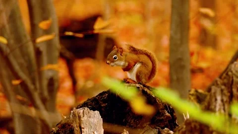 Squirrel in Forest Stock Footage 310863734