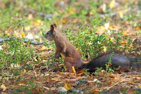 Squirrel on a forest glade 스톡 사진