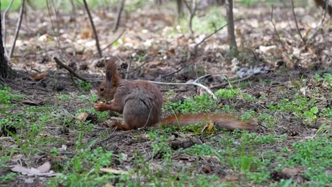 Squirrel in the forest gnaws a nut Stock Footage 271363633