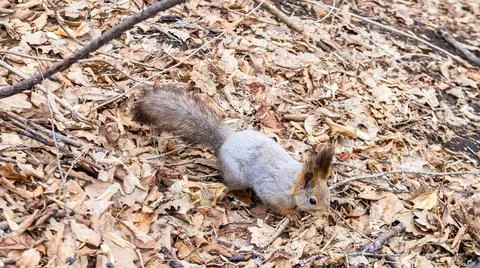A squirrel in the forest is looking for nuts in fallen leaves Stockfoto's