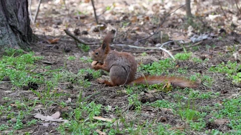 Squirrel in the forest opens a walnut Stock Footage 271363594