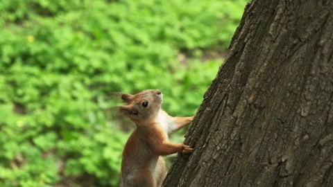 Squirrel in the forest. Paws of a squirrel. Red squirrel with fluffy tail Stock Footage 194537889