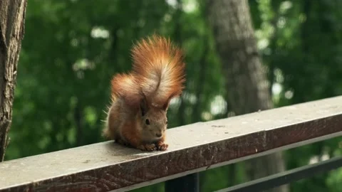 Squirrel in the forest. Paws of a squirrel. Red squirrel with fluffy tail Stock Footage 194537900