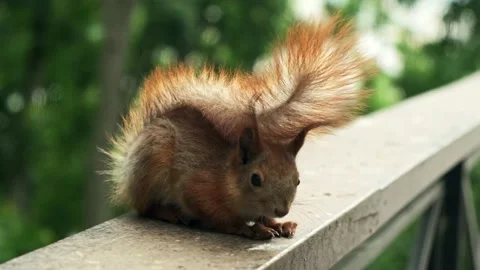 Squirrel in the forest. Paws of squirrel. Red squirrel with fluffy tail Stock Footage 194537901