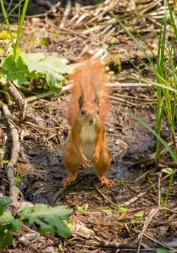 Squirrel in the forest Stock Photos