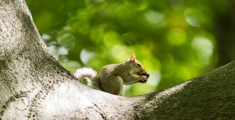Squirrel in the forest Foto stock