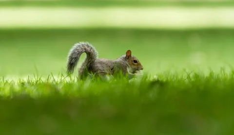Squirrel in the forest Stock Photos