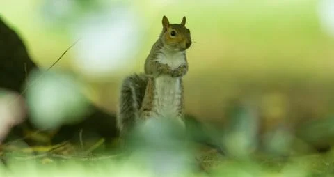 Squirrel in the forest Stock Photos