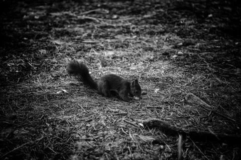 Squirrel in forest Stock Photos