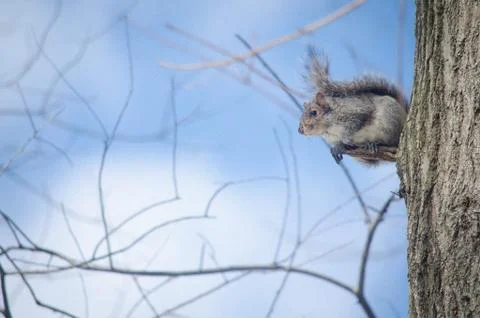 Squirrel in the forest Stock-Fotos