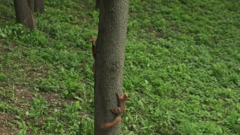 Squirrel in the forest. Red squirrel with fluffy tail on the tree, cute anima Stock Footage 194537921