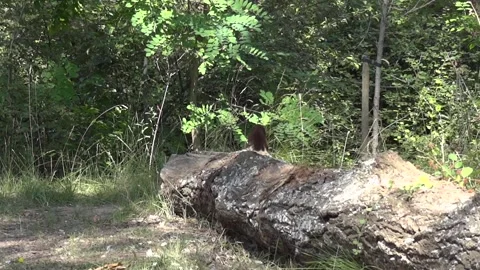 The squirrel in the forest, runs on a tree trunk and then hides in the bush Video stock 166751614