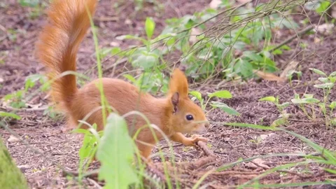 Squirrel in forest in search of food. Stock Footage 75802783