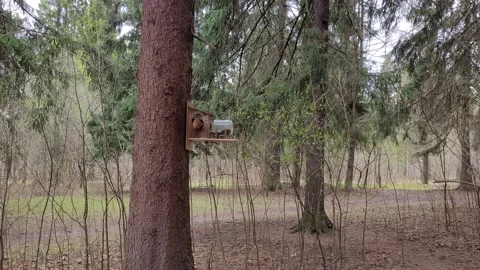 Squirrel in the forest in spring Stock-Footage 186065583