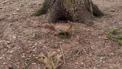 Squirrel in the forest in spring Stock Footage 186066075
