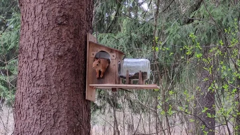Squirrel in the forest in spring Stock Footage 186066317